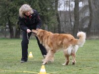 Bendix Obedience Workshop beim VdH Mauer 2016 (45)